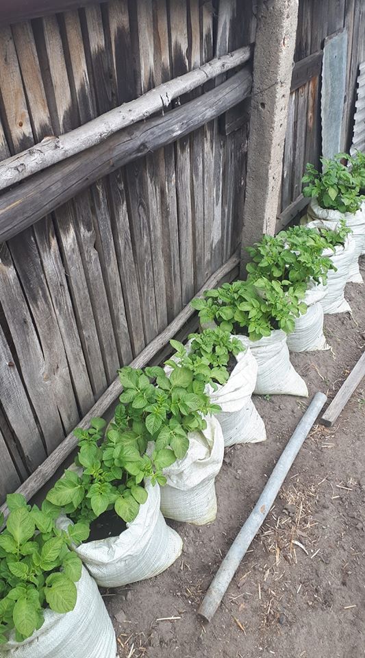 Orto in sacco: coltivazione in sacchi di terriccio per giardinaggio