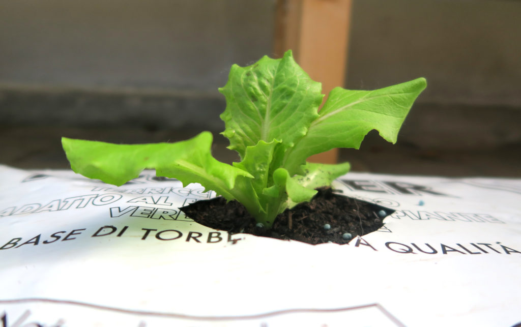 Orto in sacco: coltivazione in sacchi di terriccio per giardinaggio